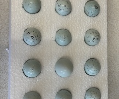 Coturnix quail hatching eggs