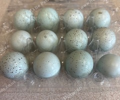 Coturnix quail hatching eggs - 2