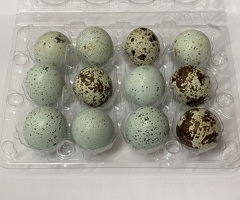 Coturnix quail hatching eggs - 3