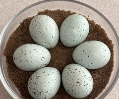 Coturnix quail hatching eggs - 4