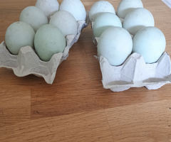 6 Indian runner hatching eggs