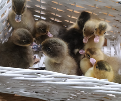 6 Indian runner hatching eggs - 2