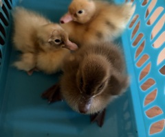 6 Indian runner hatching eggs - 3