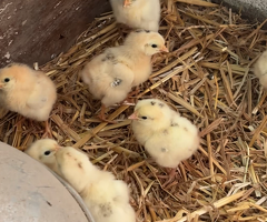 Marsh Daisy Chicks for sale