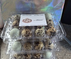 12xMixed Courtnix Quail Eggs
