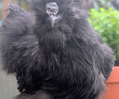 Silkie cockerel