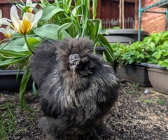 Silkie cockerel - 2