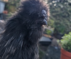 Silkie cockerel - 3