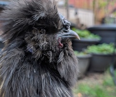 Silkie cockerel - 4