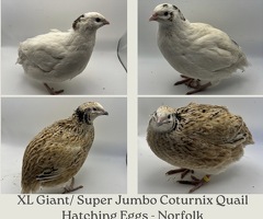 XL Giant/Super Jumbo Coturnix Quail Hatching Eggs