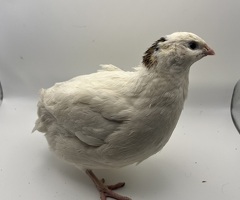XL Giant/Super Jumbo Coturnix Quail Hatching Eggs - 2