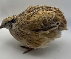 XL Giant/Super Jumbo Coturnix Quail Hatching Eggs - 3