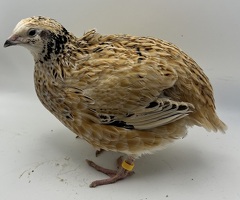 XL Giant/Super Jumbo Coturnix Quail Hatching Eggs - 4
