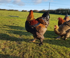 6 Gold partridge brahma hatching eggs