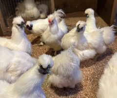 Silkie chickens for sale