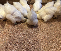 Silkie chickens for sale - 2