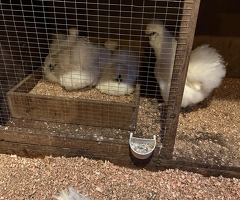 Silkie chickens for sale - 3