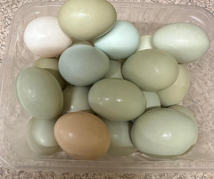 Silkie chickens for sale - 4