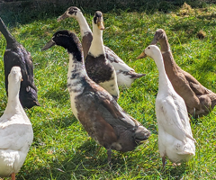6 Indian runner hatching eggs - 4