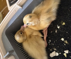 Indian runner ducklings - 3