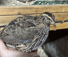 Quail For Sale