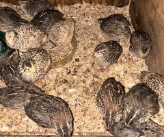 Quail For Sale - 2