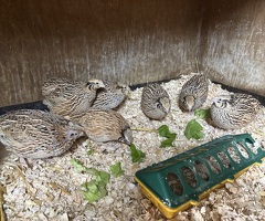 Quail For Sale - 3