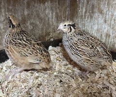 Quail For Sale - 4
