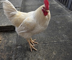 Cockeral