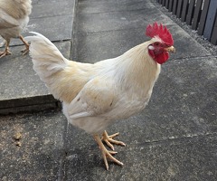 Cockeral - 2