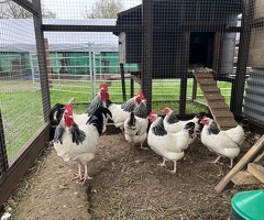 Light Sussex Bantam trios/pairs