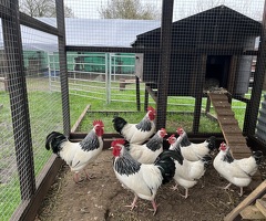 Light Sussex Bantam trios/pairs - 2