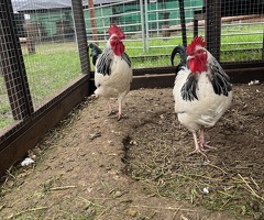 Light Sussex Bantam trios/pairs - 3