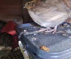 Jumbo Coturnix quail off heat