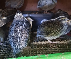 Jumbo Coturnix quail off heat - 2