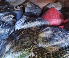Jumbo Coturnix quail off heat - 3