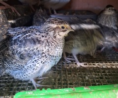 Jumbo Coturnix quail off heat - 4