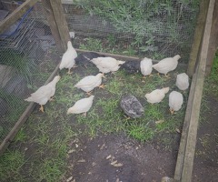 10 week old pullets