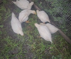 10 week old pullets - 2