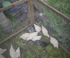 10 week old pullets - 3