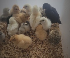 3 week old baby chickens