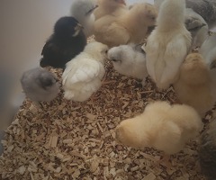 3 week old baby chickens - 2