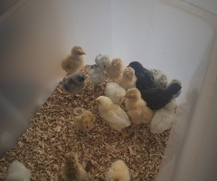 3 week old baby chickens - 3