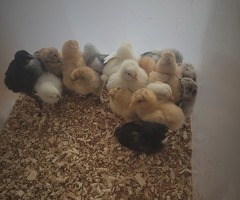 3 week old baby chickens - 4