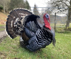 Norfolk Bronze Turkey hatching eggs x 6