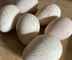 Norfolk Bronze Turkey hatching eggs x 6 - 2