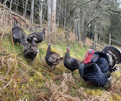 Norfolk Bronze Turkey hatching eggs x 6 - 3