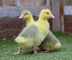 Embden goslings for sale