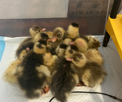 Indian Runner Ducklings