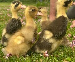 Indian Runner Ducklings - 2